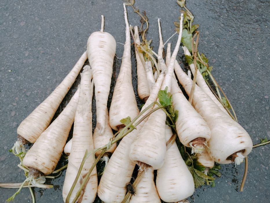 Păstârnac de vanzare