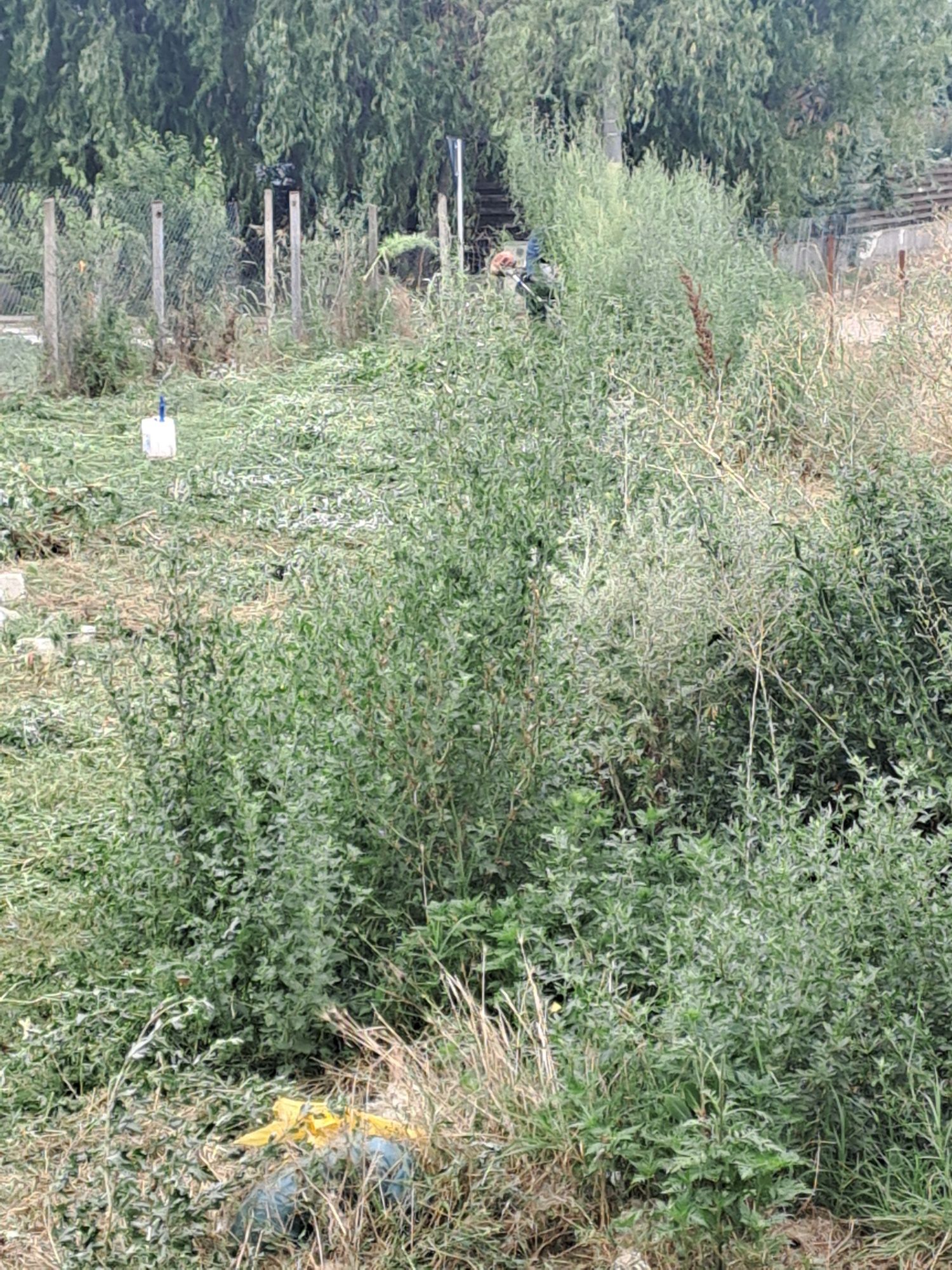 Defrișări/Curățare Terenuri/Tuns Iarbă/La cel Mai bun Preț Posibil.