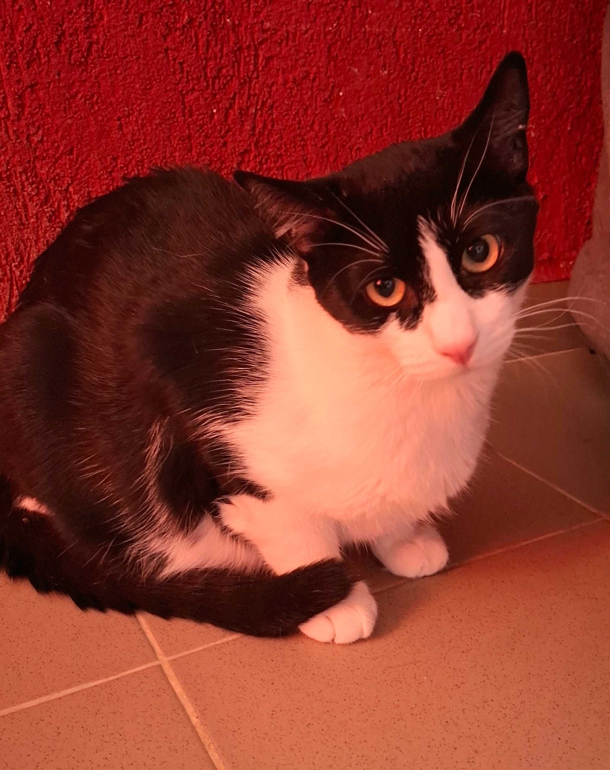 Adoptie pisica motan alb negru castrat Apollo