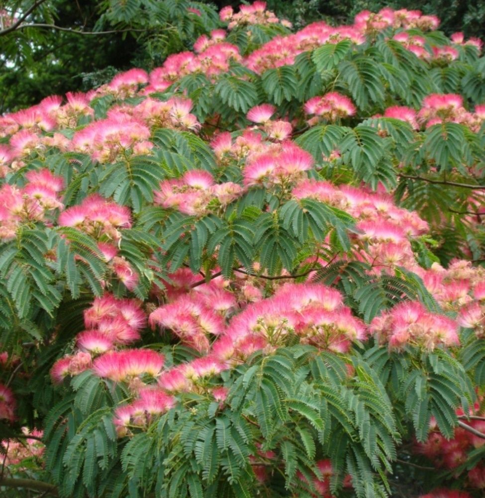 Arborele de matase la ghiveci producător plante ornamentale