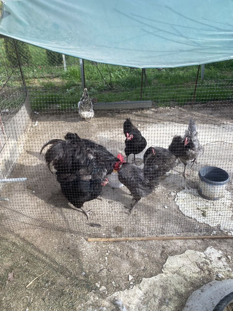Gaini si cocosi australorp plymouth araucana