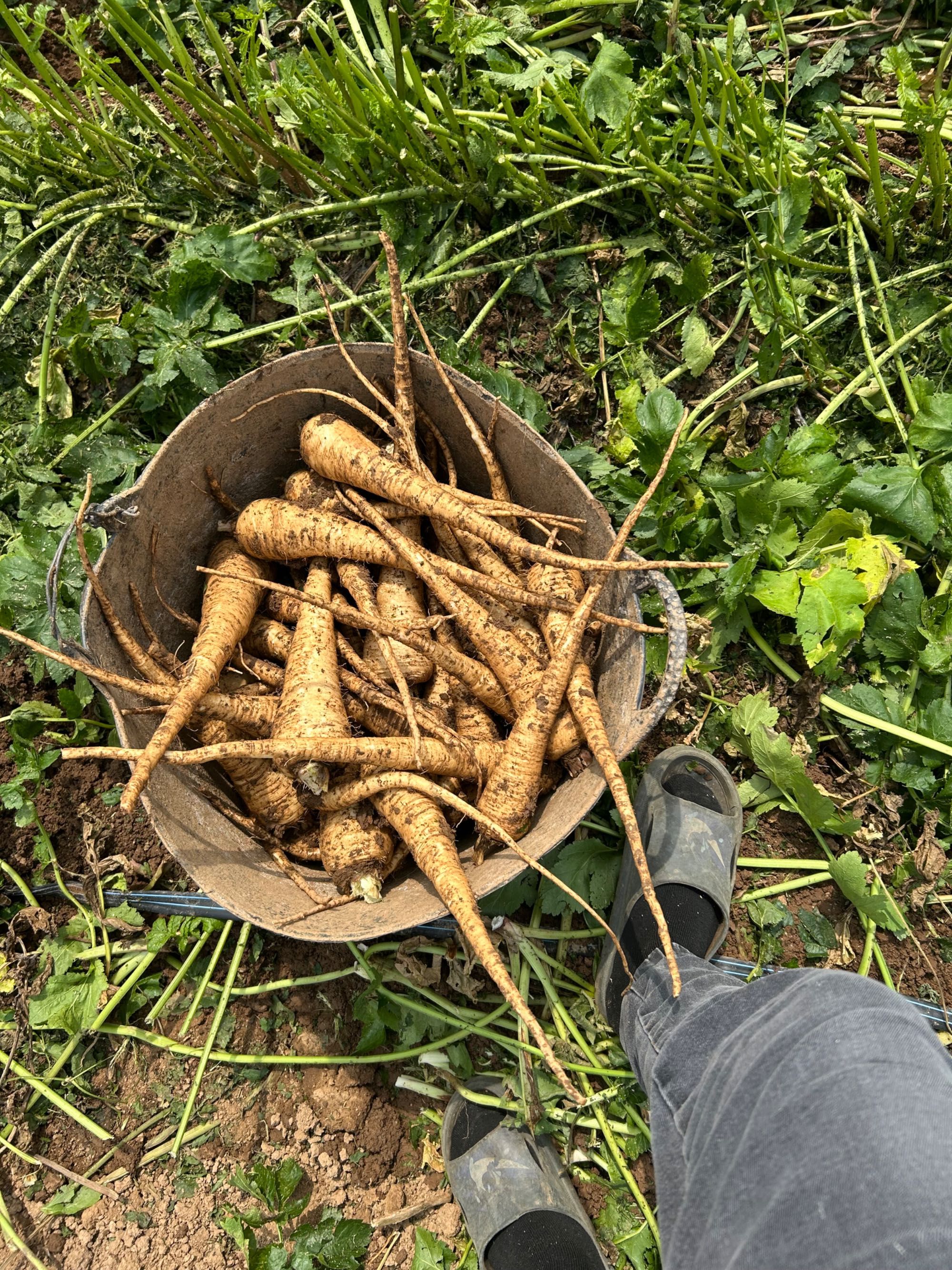 Păstârnac nespălat și spălat