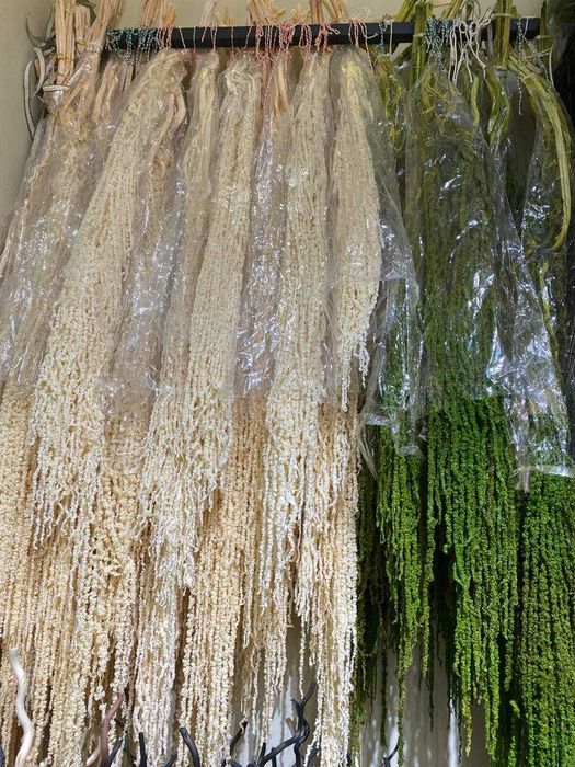 Стабилизированный мох и Растения