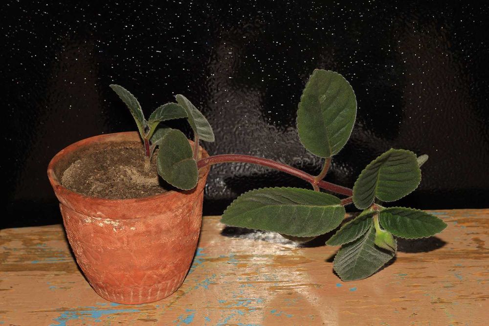 Годовалый цветок Глаксинии, Комнатные цветы