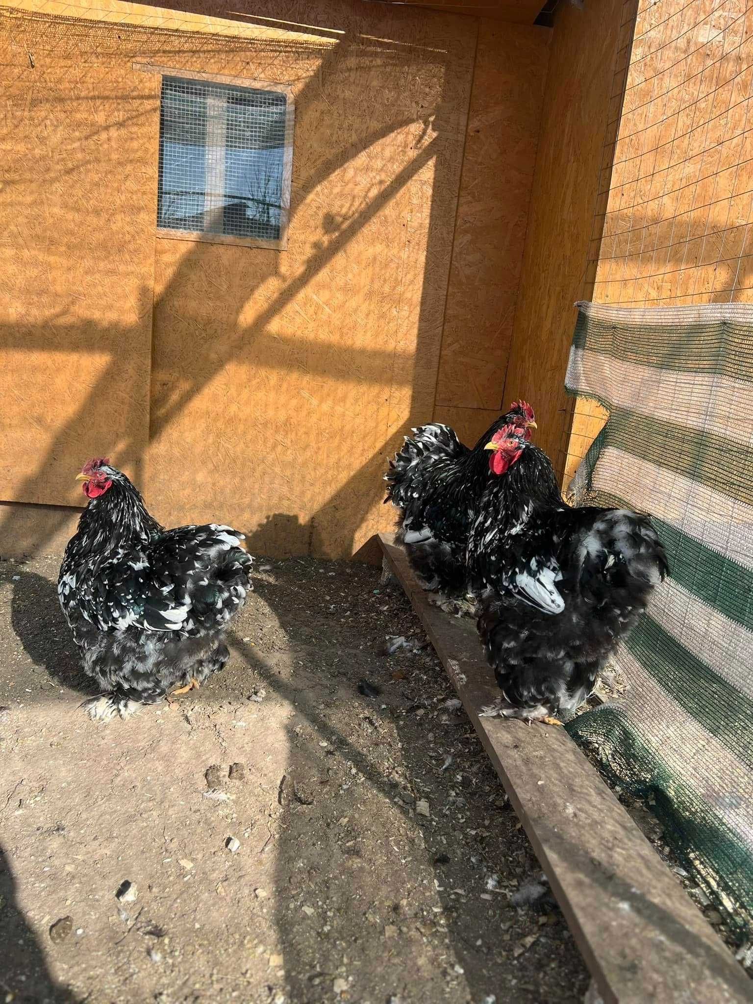 Cocosi Brahma HD Albastru Gold Potarnichiu Cochinchina Urias bobat