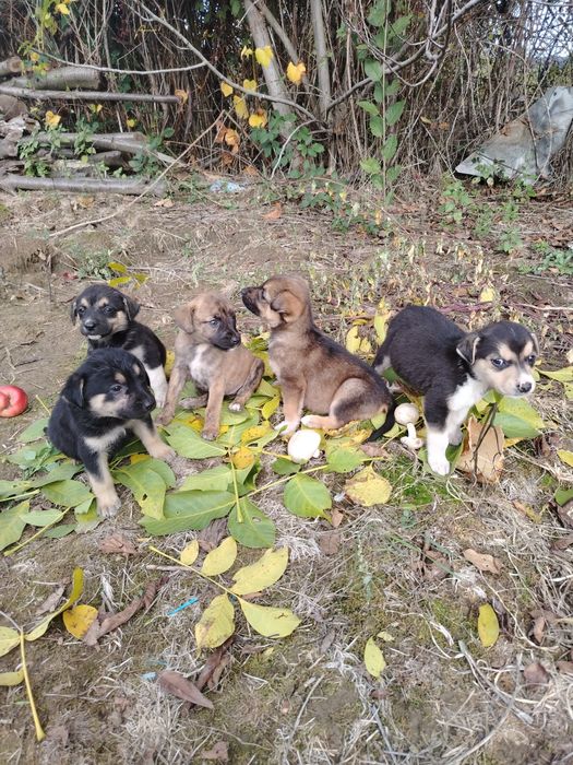 Pui de câine metis spre adopție