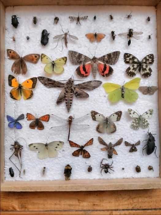 Insectar deosebit - insecte rare/Pt. Școală/Universit