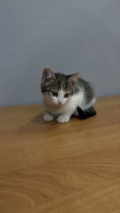 Котята ищут дом!