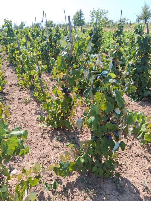 Vând struguri pt vin