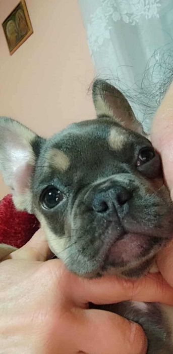 Френски булдог чистокръвна красавица