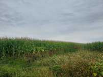 De vanzare 2 hectare porumb pentru siloz