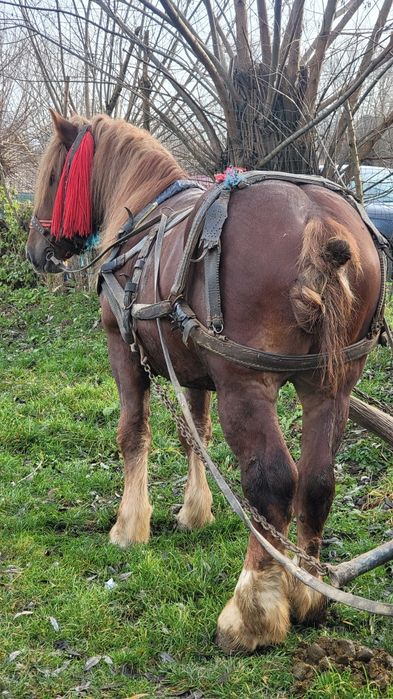 Mânz foarte bun de lucru