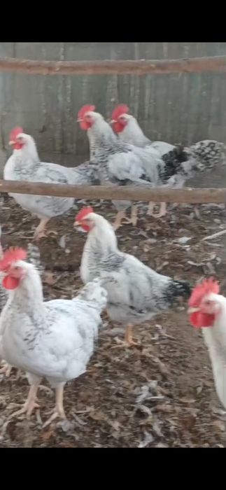 Продам домашних петухов
