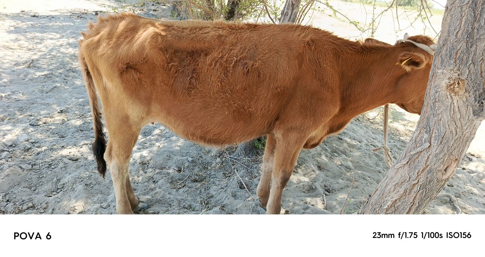 Sigirimiz sotiladi oladiganlar uchun kelishimiz  qisr mol tez oʻzgarad