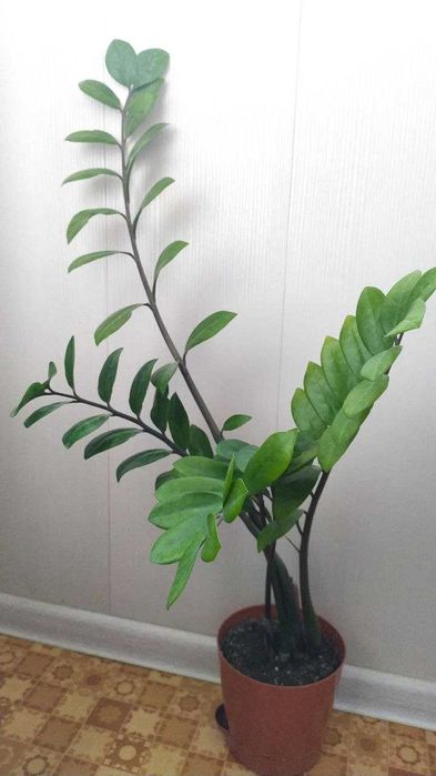 Замиокулькас долларовое дерево