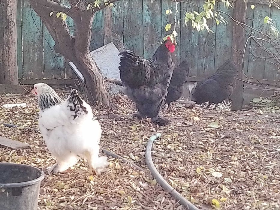 Vând găini brahma HD,splash,negru ,albastru