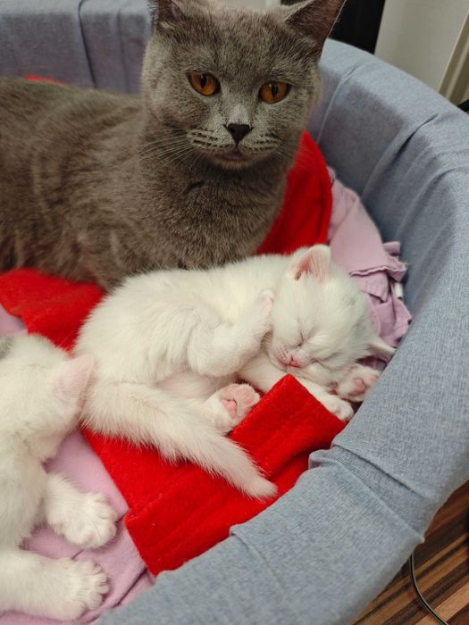 Pisoiaș British iubitor și dornic sa meargă la o familie iubitoare