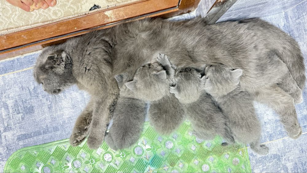 Продается котята от правильной вязки