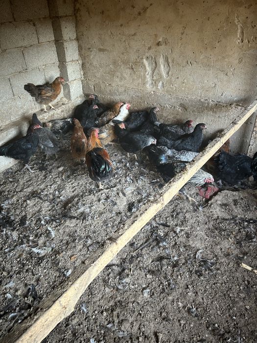 Тауық сатылады келісеміз