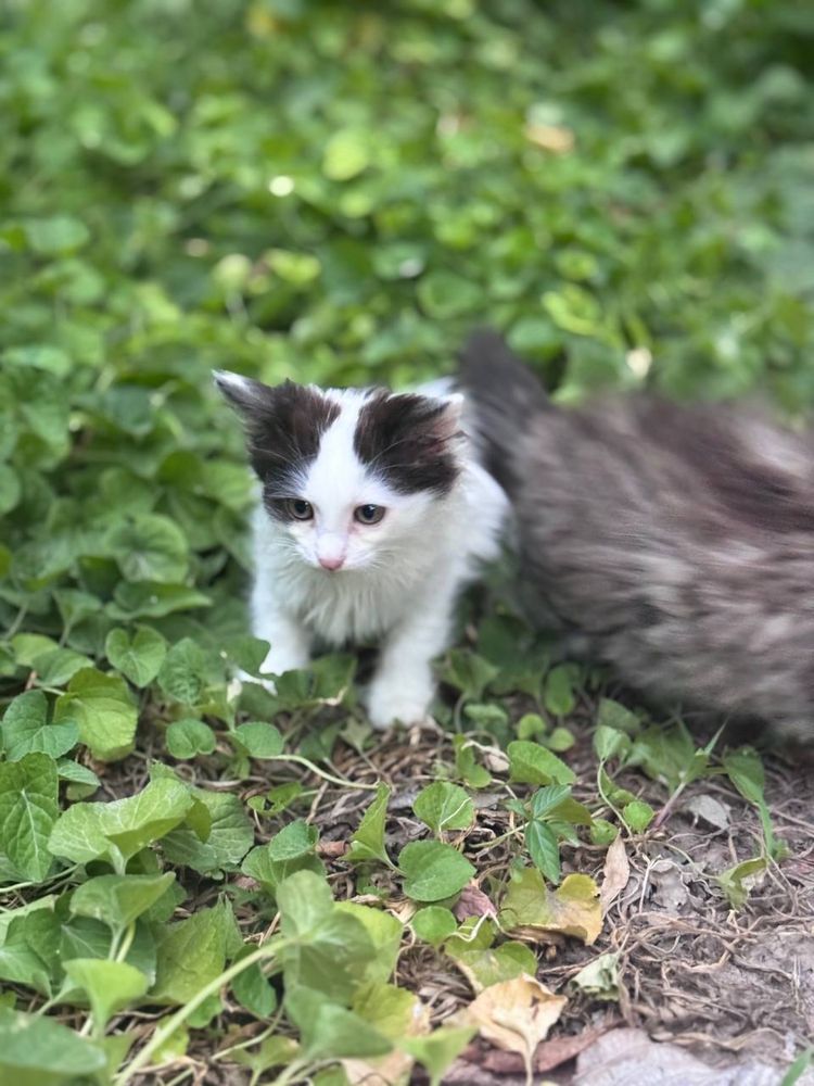 Отдам Котят в добрые руки