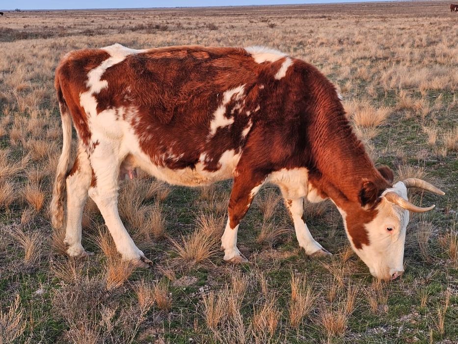 Продам корову стельную