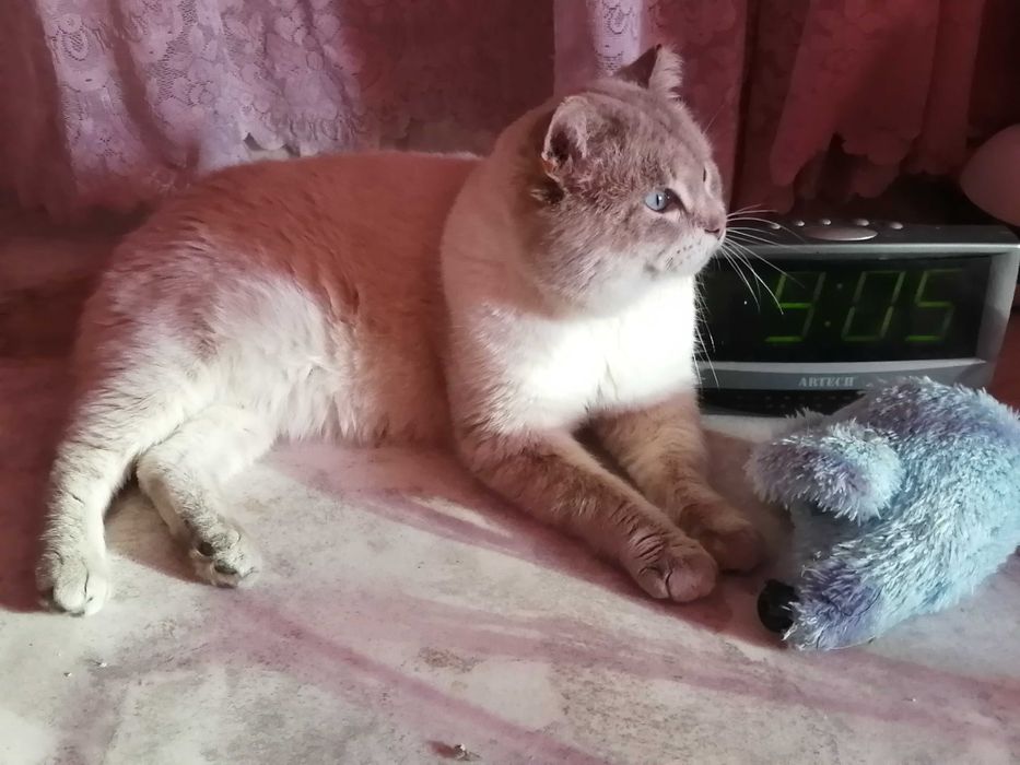 ^. .^ КОТ Тайский окрас СИЛЬВЕР-пойнт  !!!