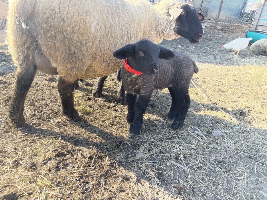 Miei și oi Suffolk in Arges de Vânzare
