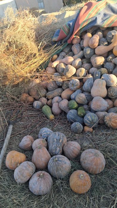 Qovoq osh qovoq yapon qovoq