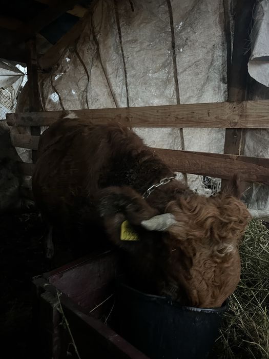 Jurinca buna de reproductie