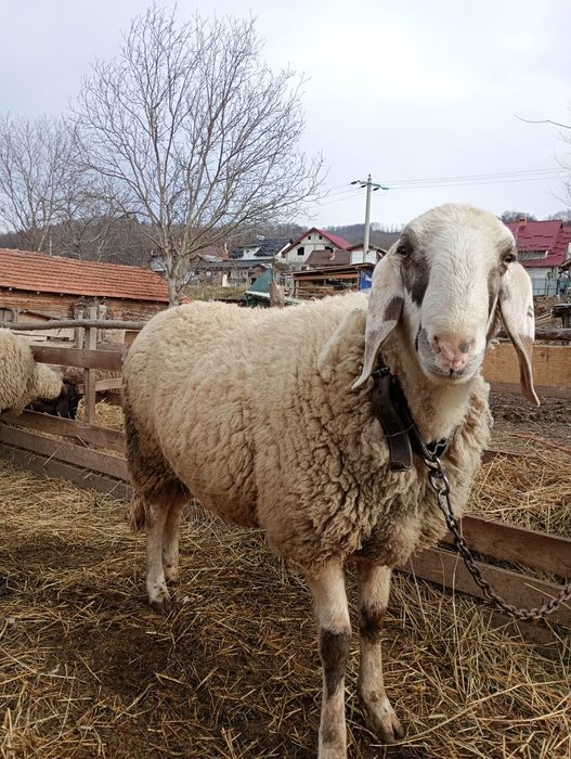 Vând berbec de montă rasa bergamasca