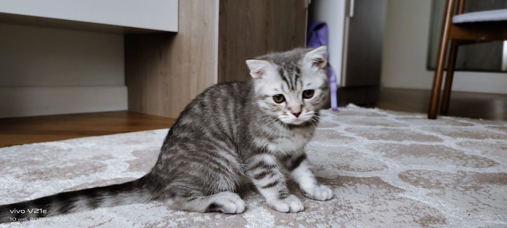 Продам катёнка вислоухого шотланда