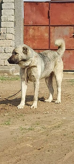 Кангал турк кангал