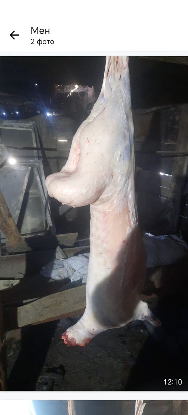 Кой сатам сойлган маркалар Баян Аулдыкы