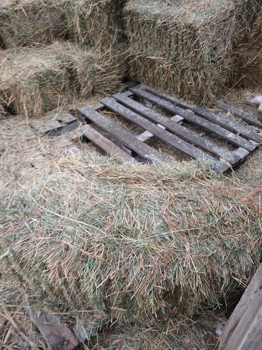 Продаю сено в тюках в городе с доставкой