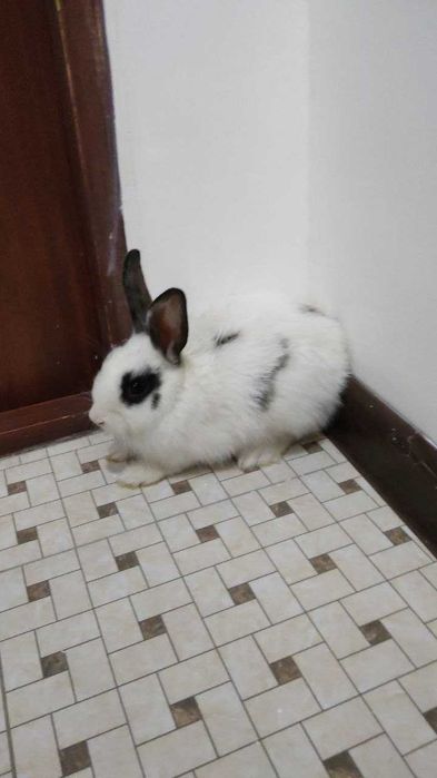 Quyonlar, 3ta. 2ta katta bitta bolasi