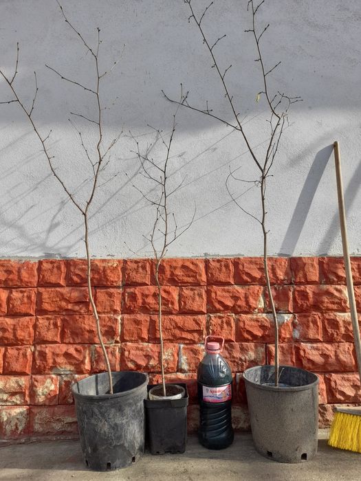 Vindem Merișor, alun