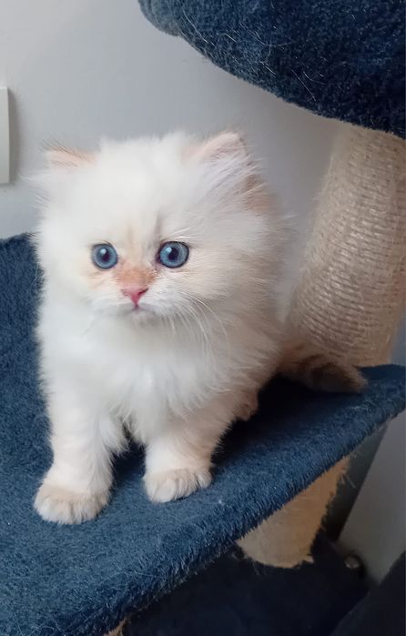 British Longhair
