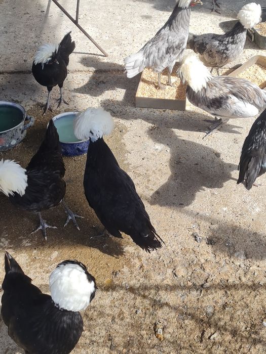 Cocoșei de motata olandeza