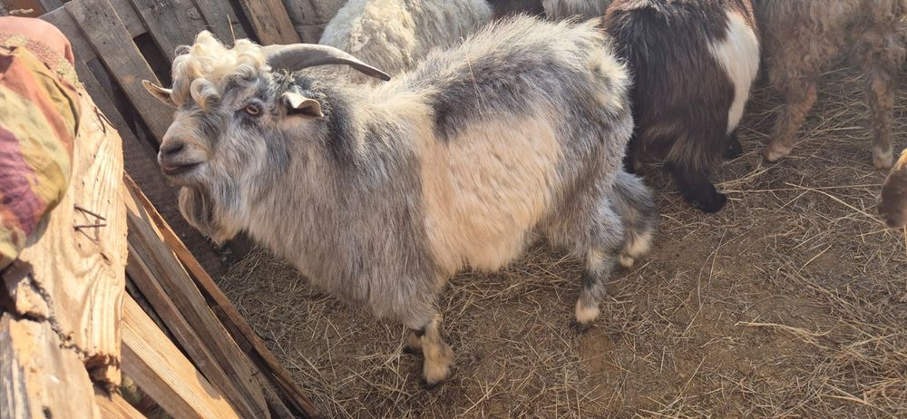 Теке сатылады (баран)