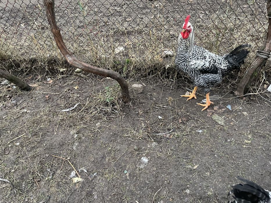 Петлета за месо на 7 месеца