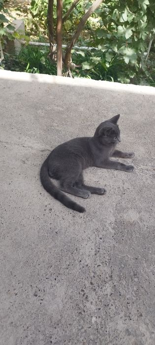 Salom mushuk sotiladi erkak