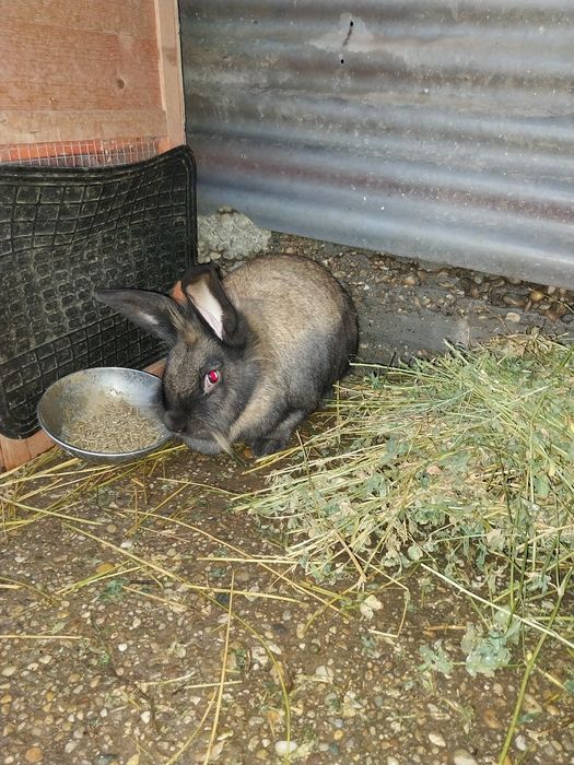 Vând iepuri împreună sau separat