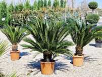 Plante Ornamentale pentru Proiecte Peisagistice