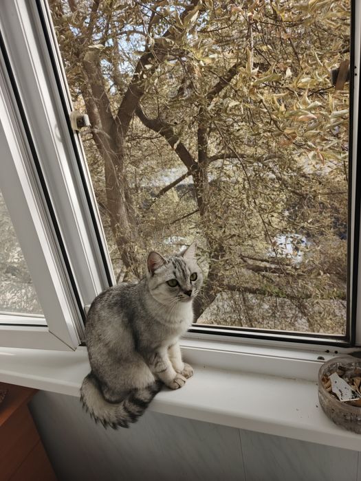 Отдам в хорошие руки кошечку ,в горшок ходит ,1,4 года