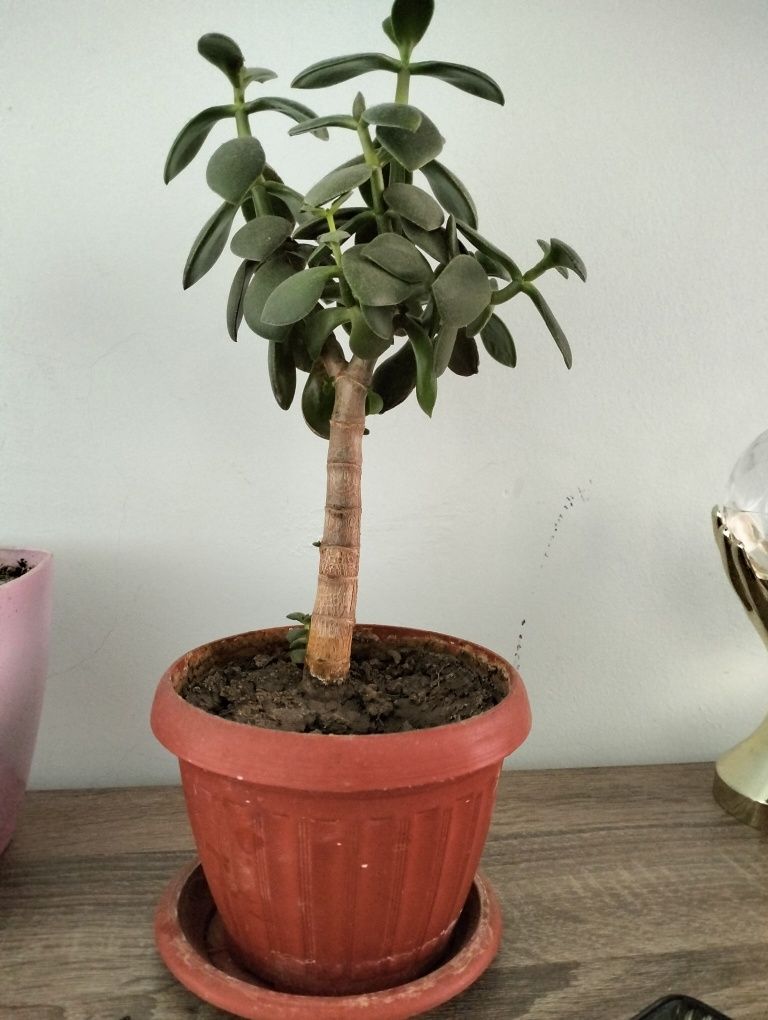Денежное дерево растение