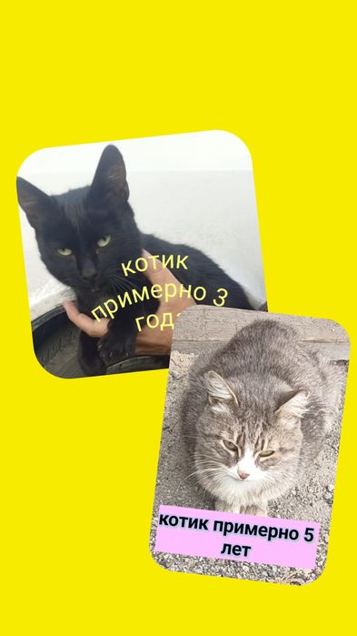 Котики в свой дом