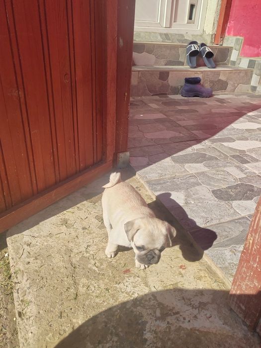 Pui mops, pug, rasa pura. Mascul vârsta 8 săptămâni