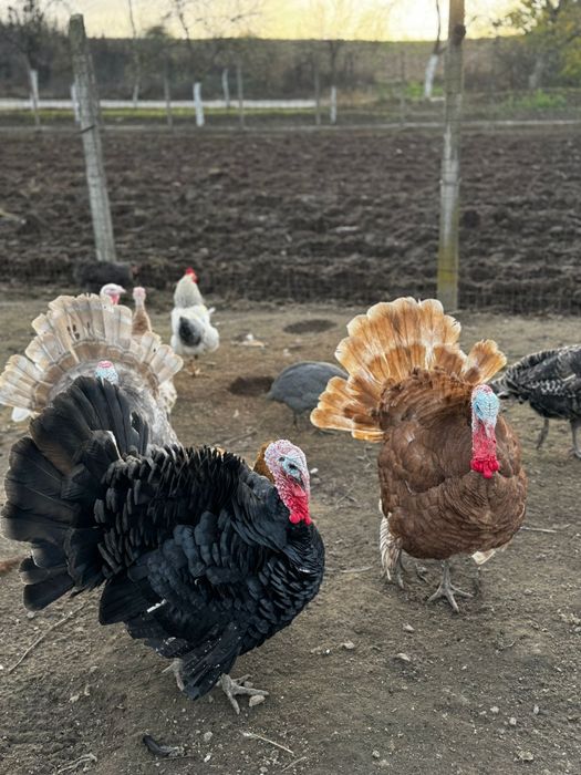 Tineret 2025 vor altă casă