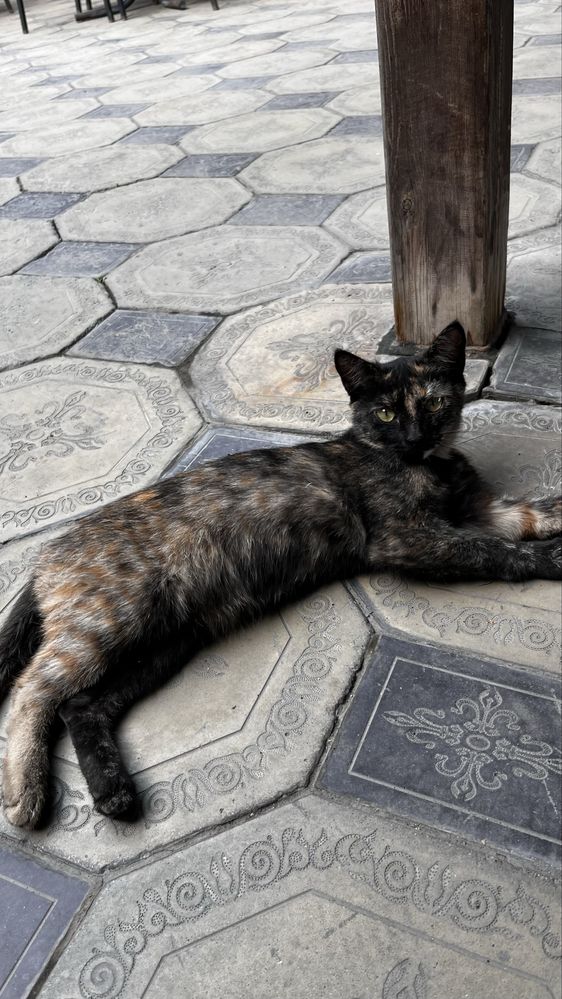 Отдам котенка, девочку