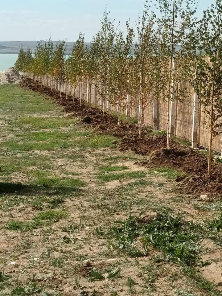 Vând mesteacăn alb betula pendula